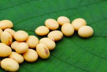 冀豆24大豆栽培技术要点，一般在6月中旬播种