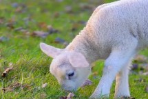 小羊长到40斤要多久，断奶后生长速度较快