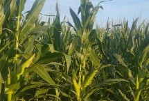 鲁单617玉米栽培技术要点，夏播生育期101天