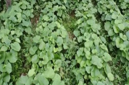 山葵的种植条件，要及时中耕除草