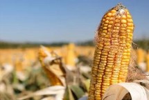 泛玉396玉米栽培技术要点，大喇叭口期防治玉米螟虫