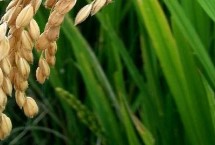 浙1708水稻栽培技术要点，该品种植株较矮