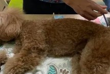 小狗牙结石特别重怎么办，首先需要给狗狗进行全身麻醉