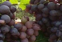 玫瑰香葡萄的简介，别称红玫瑰葡萄、莫斯佳、穆斯卡等