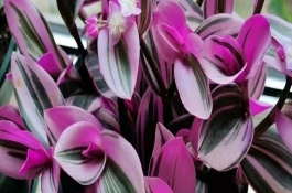 油画婚礼吊兰开花了怎么办，温度控制在20-25度左右