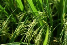 耕香优荔丝苗水稻栽培技术要点，籼型三系杂交晚稻迟熟品种