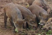 山猪是否属保护动物，一般是吃野草、野菜、野果等