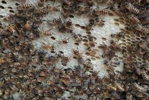 哪些蜜蜂产出的蜂蜜品质最好，包括中蜂、意蜂、黑蜂等品种