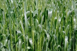 豫教6号小麦栽培技术要点，中抗条锈病