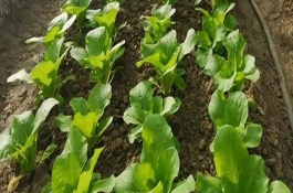 夏天培育蔬菜苗怎么把关，一定莫受冻