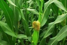 丰垦599玉米栽培技术要点，高抗茎腐病