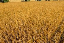 皖宿061大豆栽培技术要点，适播期6月上中旬