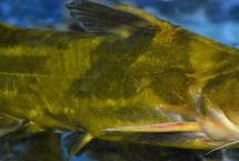 黄骨鱼的品种，需养殖12-13个月才能售卖