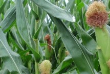 桂彩甜糯620玉米栽培技术要点，注意防涝抗旱和病虫害防治