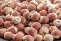 芡实的主要分类，天长芡实营养丰富且药用价值较高