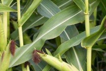 万达56玉米栽培技术要点，中抗穗腐病