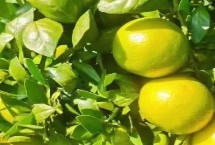 绿色的皇帝柑能不能吃，可以食用且清甜可口