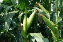 富玉9号玉米栽培技术要点，在区试3000株/亩密度下