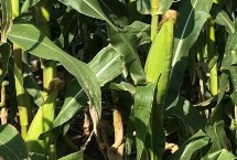 先玉糯335玉米栽培技术要点，4月下旬至5月上旬播种