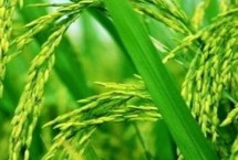 兴两优3088水稻栽培技术要点，晚造全生育期110～112天