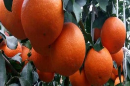 红美人柑橘种植间距，定植的时候不可太深也不能太浅