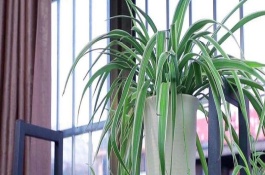 如何让吊兰旺盛生长，要每隔1-2年给其翻盆换土一次