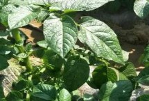 土豆苗长得太高如何处理，应及时掐尖修剪并控制浇水等