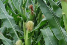 锦华175玉米栽培技术要点，适宜密度5000株/亩左右