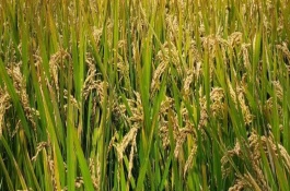 粤齐新占水稻栽培技术要点，感温型常规稻品种