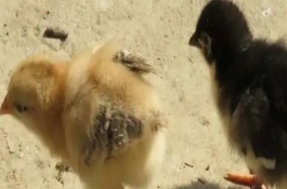 养小鸡苗的注意事项，可根据生殖突起、体型等鉴别