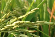 珠两优5629水稻栽培技术要点，每亩插足基本苗6万以上