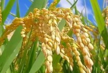 两优98816水稻栽培技术要点，每亩用种量0～5千克