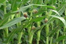 中农单78玉米栽培技术要点，茎腐病田间自然发病表现为中抗