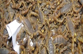 蝎子冬眠吗，饲喂必须定时定量定点供应