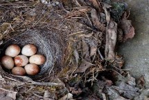 麻雀蛋凉了还能孵化吗，时间稍微短一些的话影响不会特别大