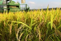 泰两优香牙占水稻栽培技术要点，病虫防治