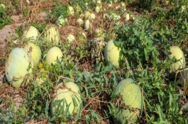 打瓜疫病的发病原因，茎基部发病初呈水渍状斑点