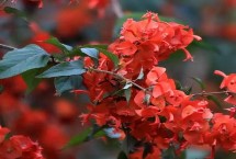 一亩地用多少红花种子，间苗定苗通常需分两次进行