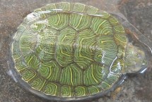 刚买的小巴西龟不吃东西怎么办，最好每天都喂食