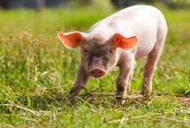 小猪尾巴什么时候剪合适，可驱赶蚊虫、维持平衡、保护器官等