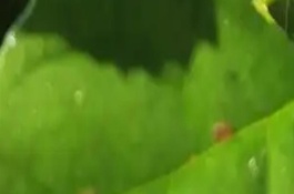 幸福树上有黑色的小虫怎么办，需及时修掉有虫害的叶子