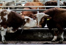 牛舍如何正确管理，需定期通风保持干燥