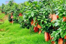 果园施肥误区，适当剪除多余的枝条可减少水分蒸发