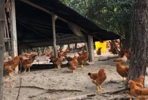 养1000只鸡的成本和利润，承载量和鸡的品种有关