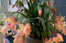 蟹爪兰花开败后怎么办，需找准原因再对症治疗