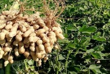 花生的种植时间，不同地方种植花生的时间也不一样