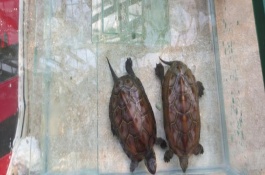 草龟还吃什么食物，常见的有铜钱草、蜈蚣草、大浮萍等