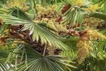 棕树花可以吃吗，可以吃且营养价值高