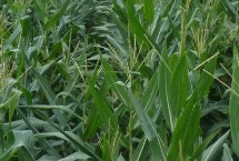 龙生601玉米栽培技术要点，注意防治丝黑穗病