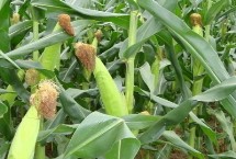 鑫希望698玉米栽培技术要点，中抗弯孢叶斑病